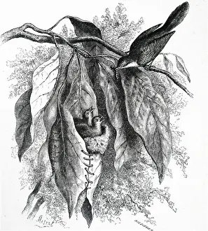 Warbler Prints: A Tailorbird