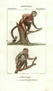 Stipple Prints: Tamarin and squirrel monkey