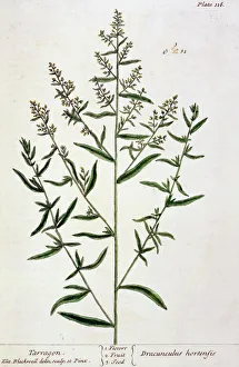 Tarragon, plate 116 from A Curious Herbal, published 1782 (colour engraving) Tarragon, plate 116 from A Curious Herbal, published 1782 (colour engraving)