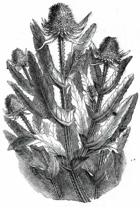 Raising Prints: A Teasel, 1850