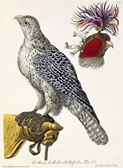 Late 18th Century Prints: Temp Classification, William Curtis, Georg Wolfgang Knorr, 986226
