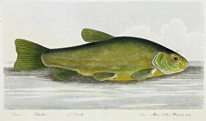 Fins Prints: The Tench