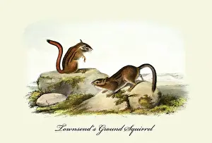 1850s Prints: Townsends Ground Squirrel