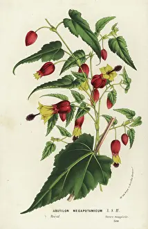 Amerique Du Sud Prints: Trailing abutilon, Abutilon megapotamicum