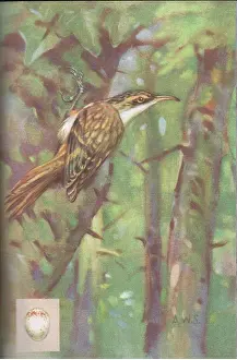 Woodlands Prints: Tree Creeper (colour litho)