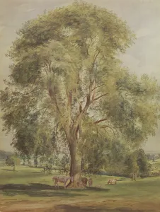 Sheltering Prints: The Tree (w / c)