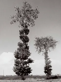 Achille Villani Prints: Two trees