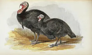 Animal Body Prints: Turkeys