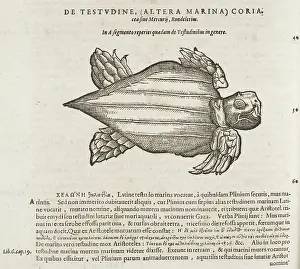 Tortoise Prints: Turtle