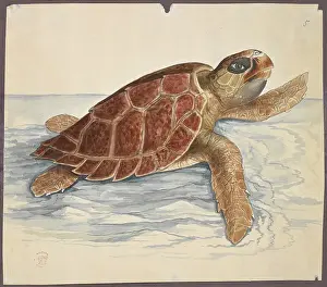 A turtle