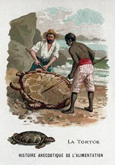 Walter Puttner Prints: The turtle, c.1910 (print)