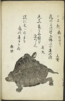 Tortoise Prints: Turtles