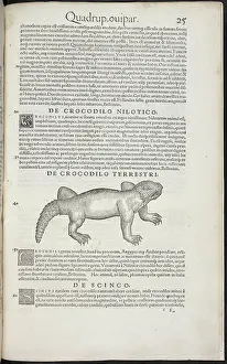 A type of crocodile