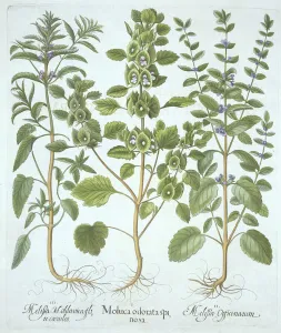 Three Types of Balm, from Hortus Eystettensis, by Basil Besler (1561-1629), pub Three Types of Balm, from Hortus Eystettensis, by Basil Besler (1561-1629), pub