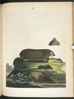 Mole Prints: Variable Mole