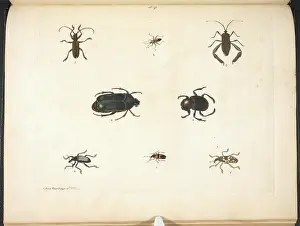 Beetle Prints: Various beetles