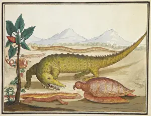 Lizard Prints: Various creatures, including a crocodile, turtle, snales and lizards