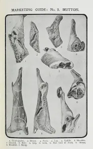 Cookbook Prints: Various cuts of mutton