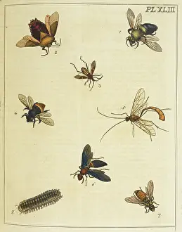 Flies Prints: Various insects