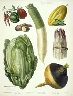 Asparagus Prints: Various vegetables