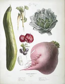 Cucumber Prints: Various Vegetables, including cucumber, artichoke, beetroot and tomatoes