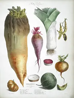 Leek Prints: Various Vegetables, including leeks, peas, squash, turnips and tomatoes