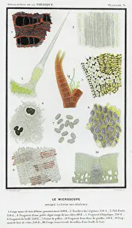 1874 Prints: Vegetable objects viewed under the microscope. 1874