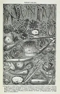 Onion Prints: Vegetables