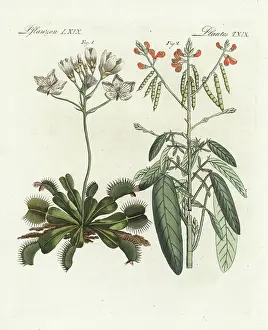 Bilderbuch Prints: Venus flytrap, Dionaea muscipula