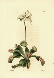 George Cooke Prints: Venus flytrap, Dionaea muscipula