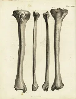 Human Leg Prints: Views of the tibia bones in the human leg