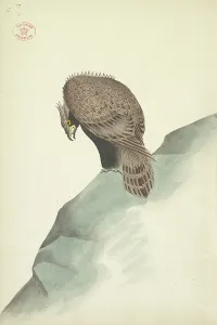 Vulture Prints: Vulture
