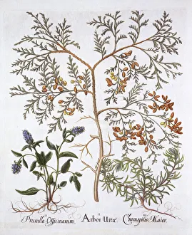 White Cedar, A Self-Heal and Yellow Bugle, from Hortus Eystettensis White Cedar, A Self-Heal and Yellow Bugle, from Hortus Eystettensis