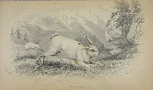 Leporid Prints: White hare