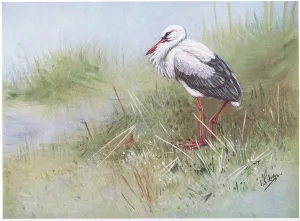 George Edward Lodge Prints: White Stork (litho)