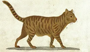Chat Prints: Wild Cat