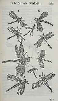 Flies Prints: Winged insects