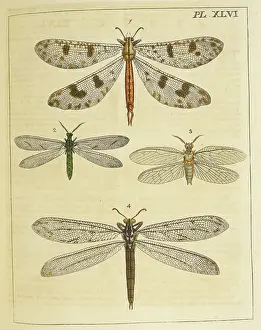 Flies Prints: Winged insects