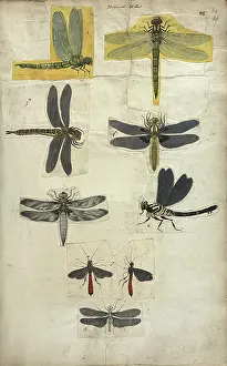 Winged insects