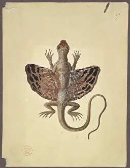 Lizard Prints: A winged lizard