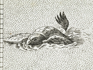 Tortoise Prints: A winged turtle