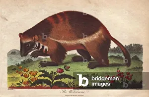 Edwards Prints: Wolverine or Gulo gulo