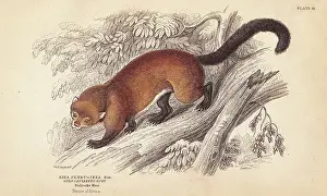 Wolverine, Gulo gulo (Ferruginous glutton, Eira ferruginea, Gulo castaneus). From a specimen in Bullock's Museum. Handcoloured steel engraving by Lizars after an illustration by Charles Hamilton Smith from William Jardine's Naturalist's Library