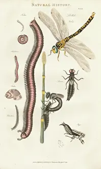 Dragonfly Prints: Worms, Dragonflies and Their Developmental Stages, 1813 (engraving)