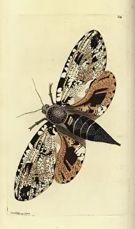 Lepidoptera Prints: Xyleukes strix moth (Strix moth)