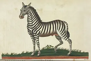 Zebra Prints: The Zebra