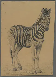 Philip H. Wolfrom Prints: Zebra (graphite on paper)